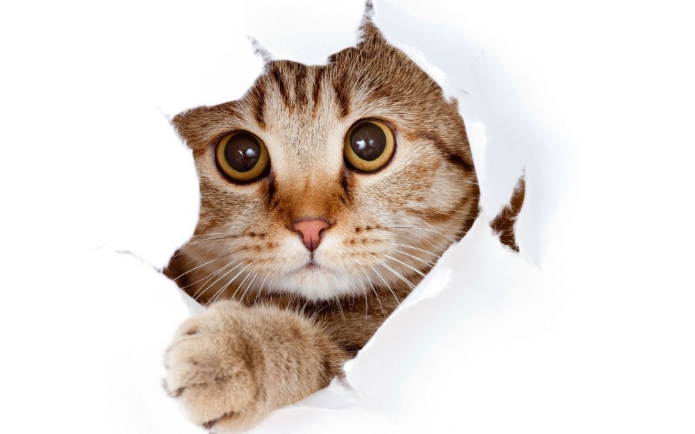 Кошка на прозрачном фоне