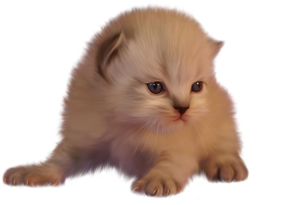 Белый котенок