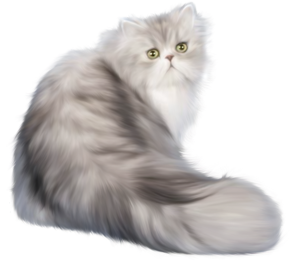 Котик на белом фоне