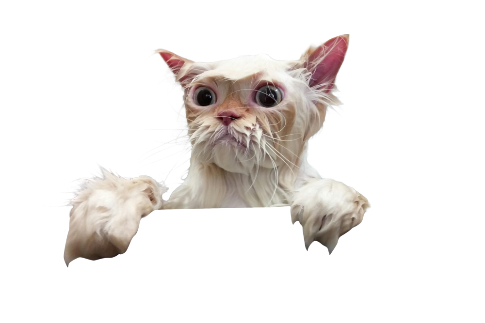 Пушистая кошка