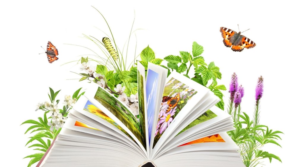 Шаблон книжный