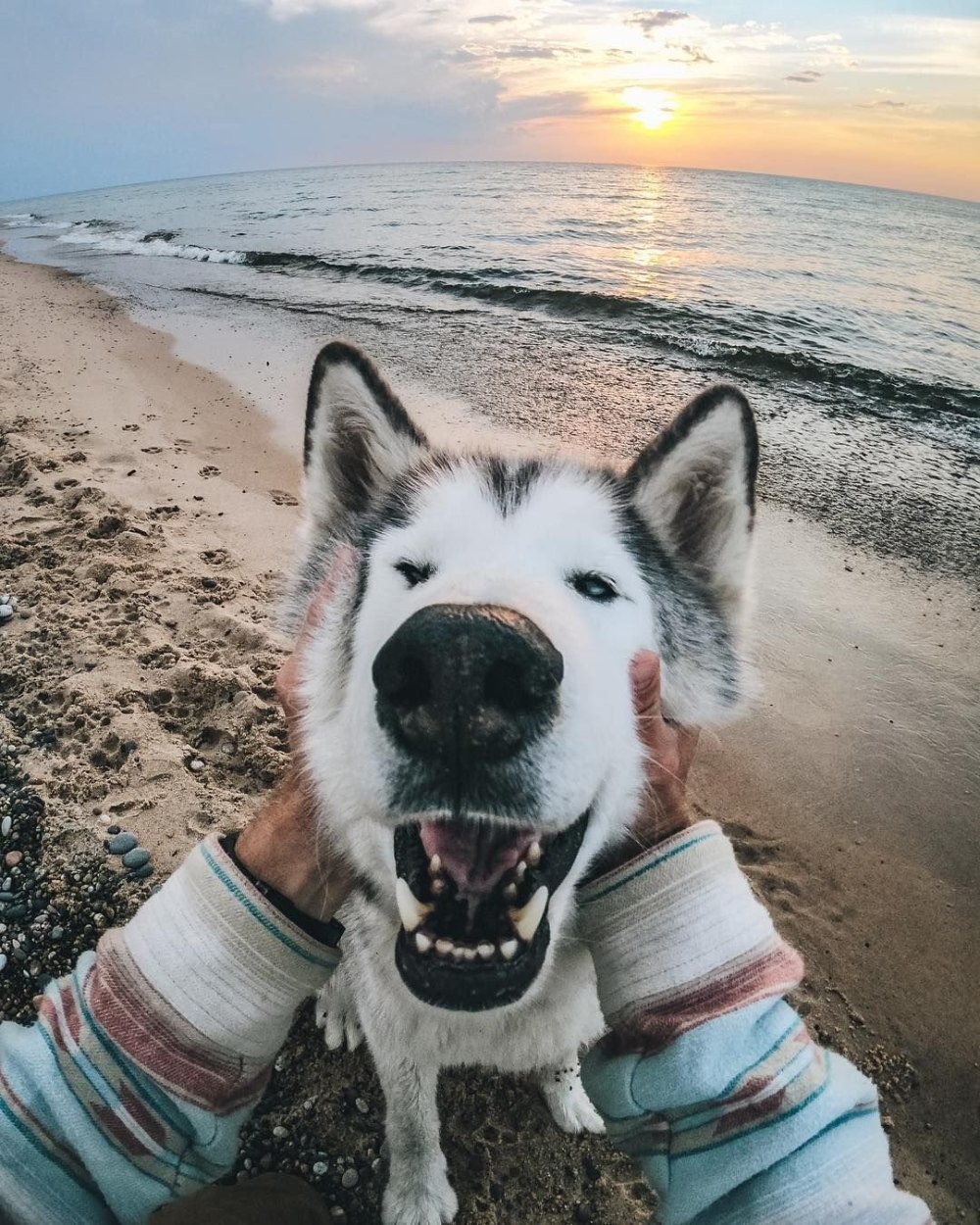 Собака на аву