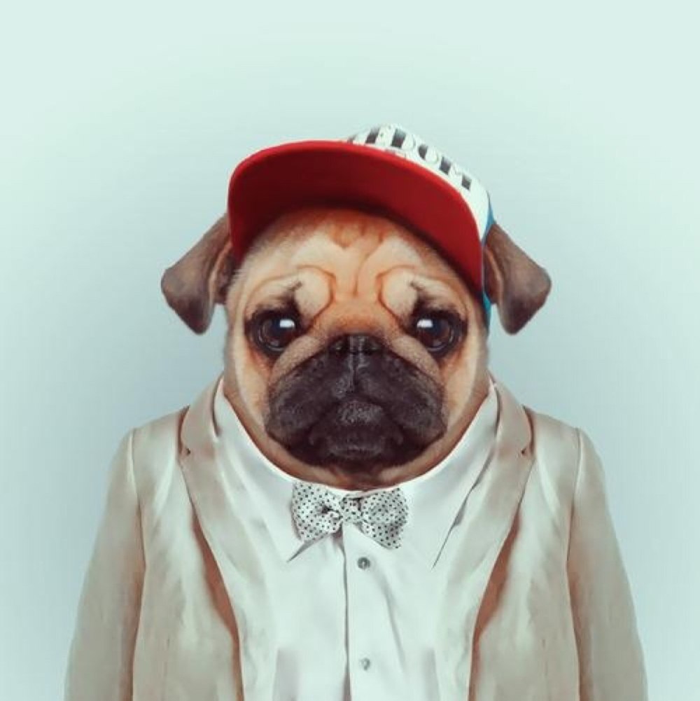 Зоопортреты Yago partal