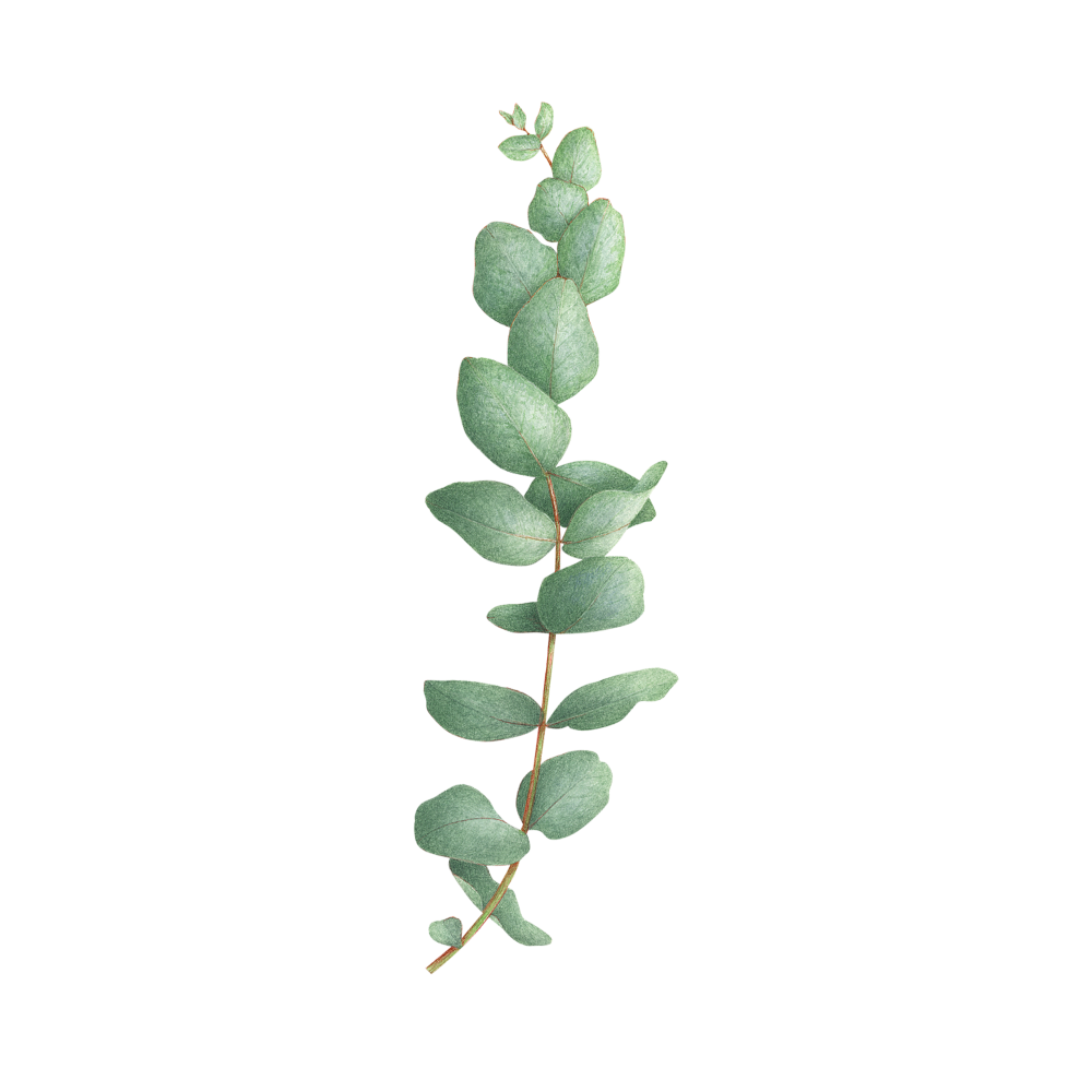 Eucalyptus cinerea Ботаническая иллюстрация