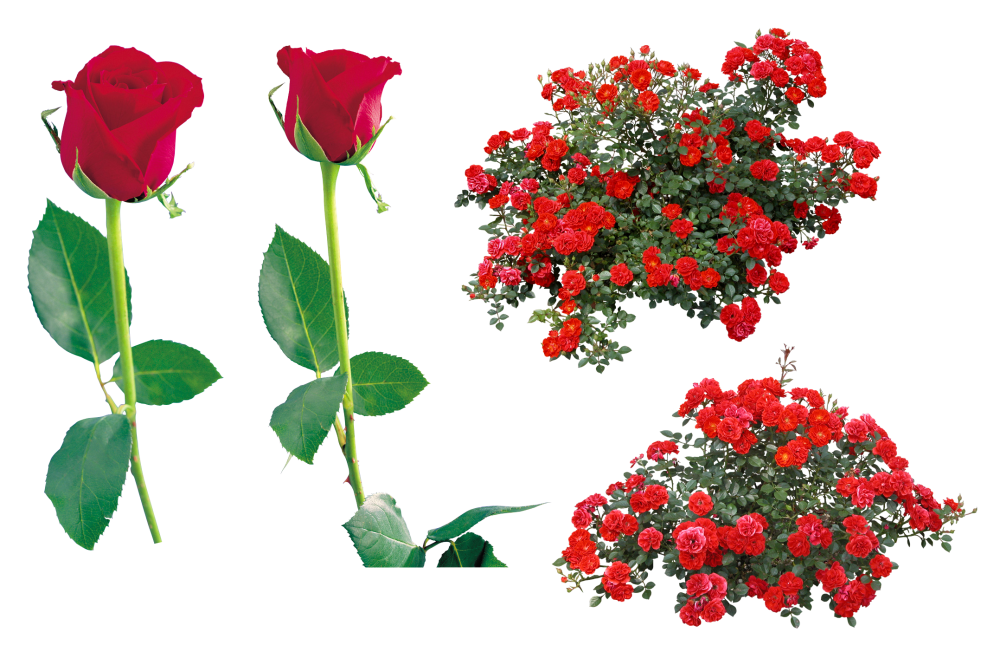 Розы кустарник прозрачный фон
