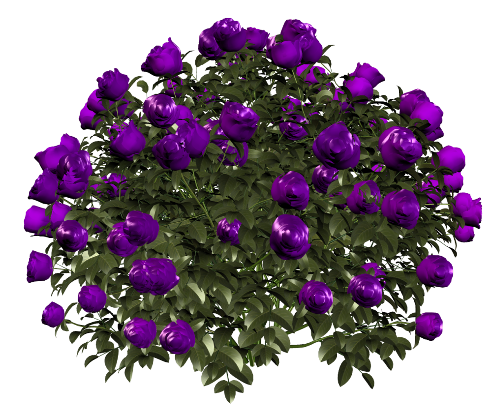 Кусты роз