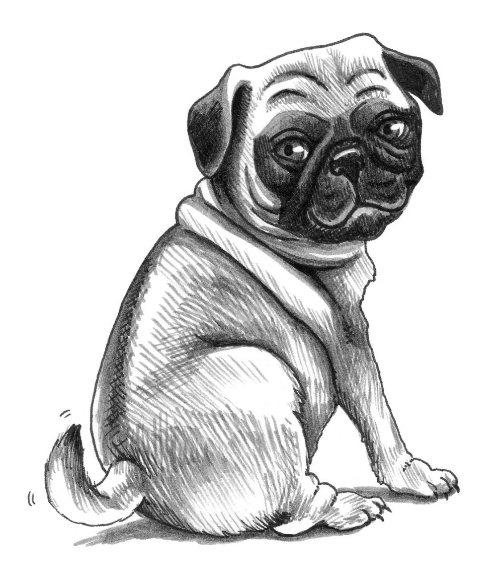 Puglie Мопс