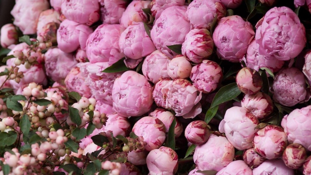 Роза Peony Pink