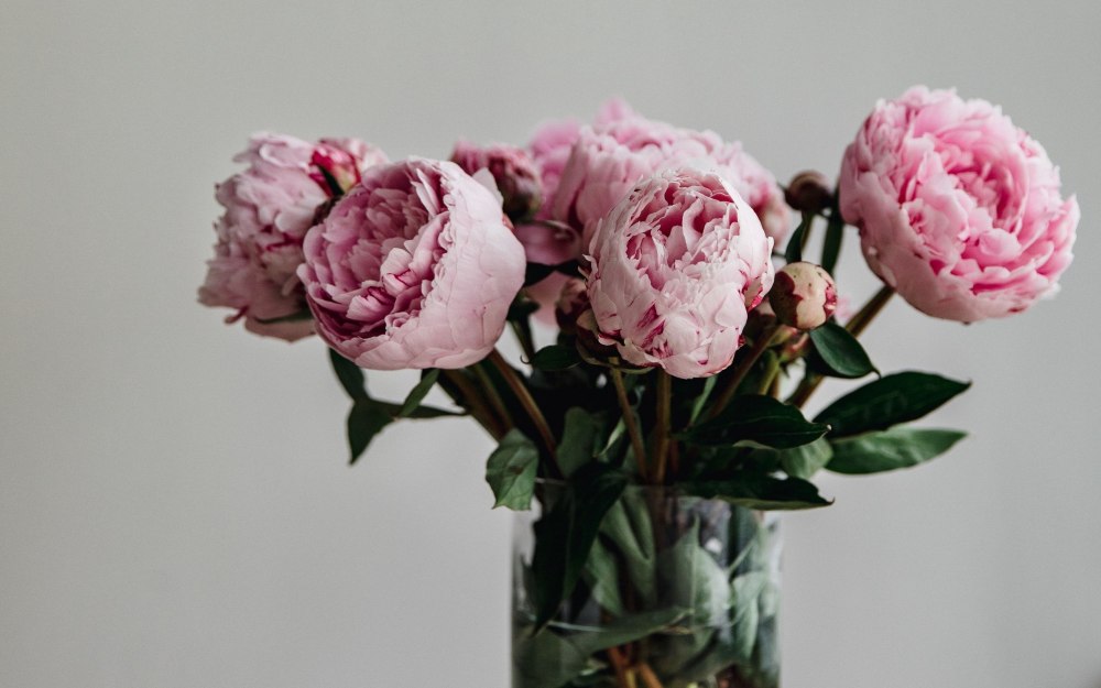 Пионовидная роза Peony Pink