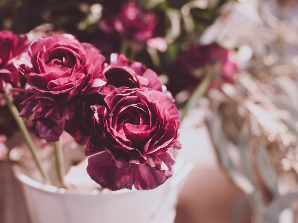 Пионовидная роза Peony Pink