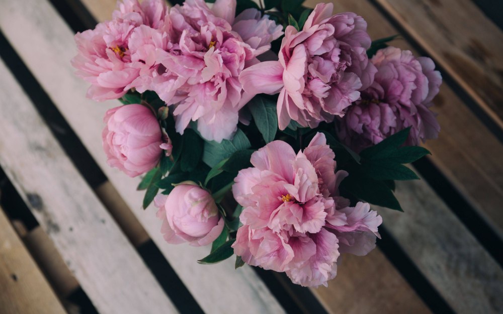 Пион Rose Tulip