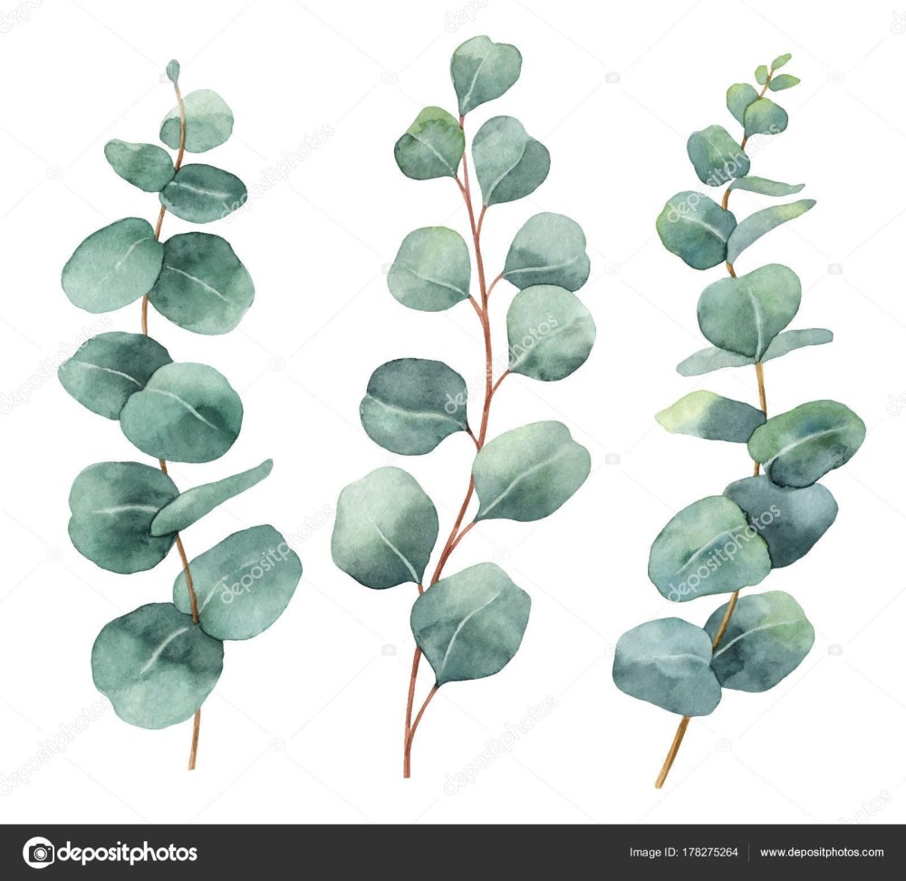 Watercolor Eucalyptus Rose bg