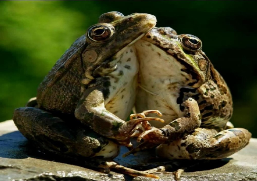 Lithobates catesbeianus