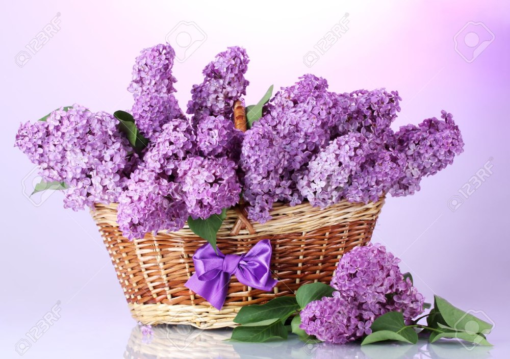 Букет сирени