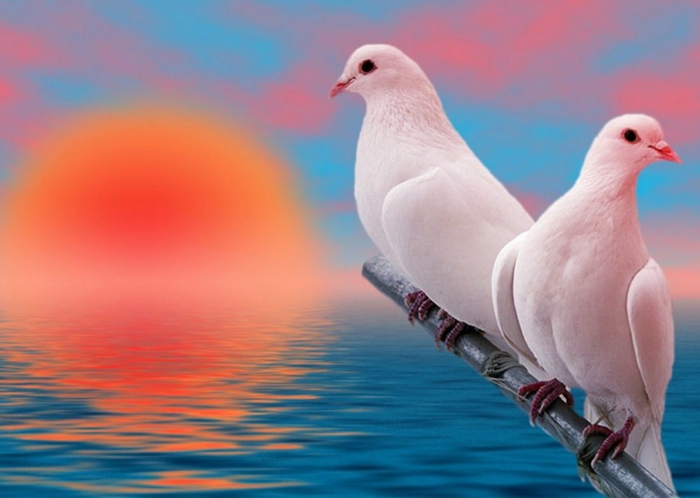 Голубь счастья