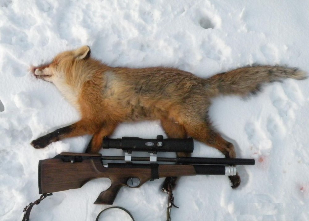 Фурри thanshuhai Fox сталкер