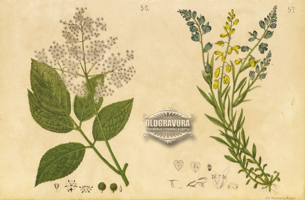 Постер Herbal