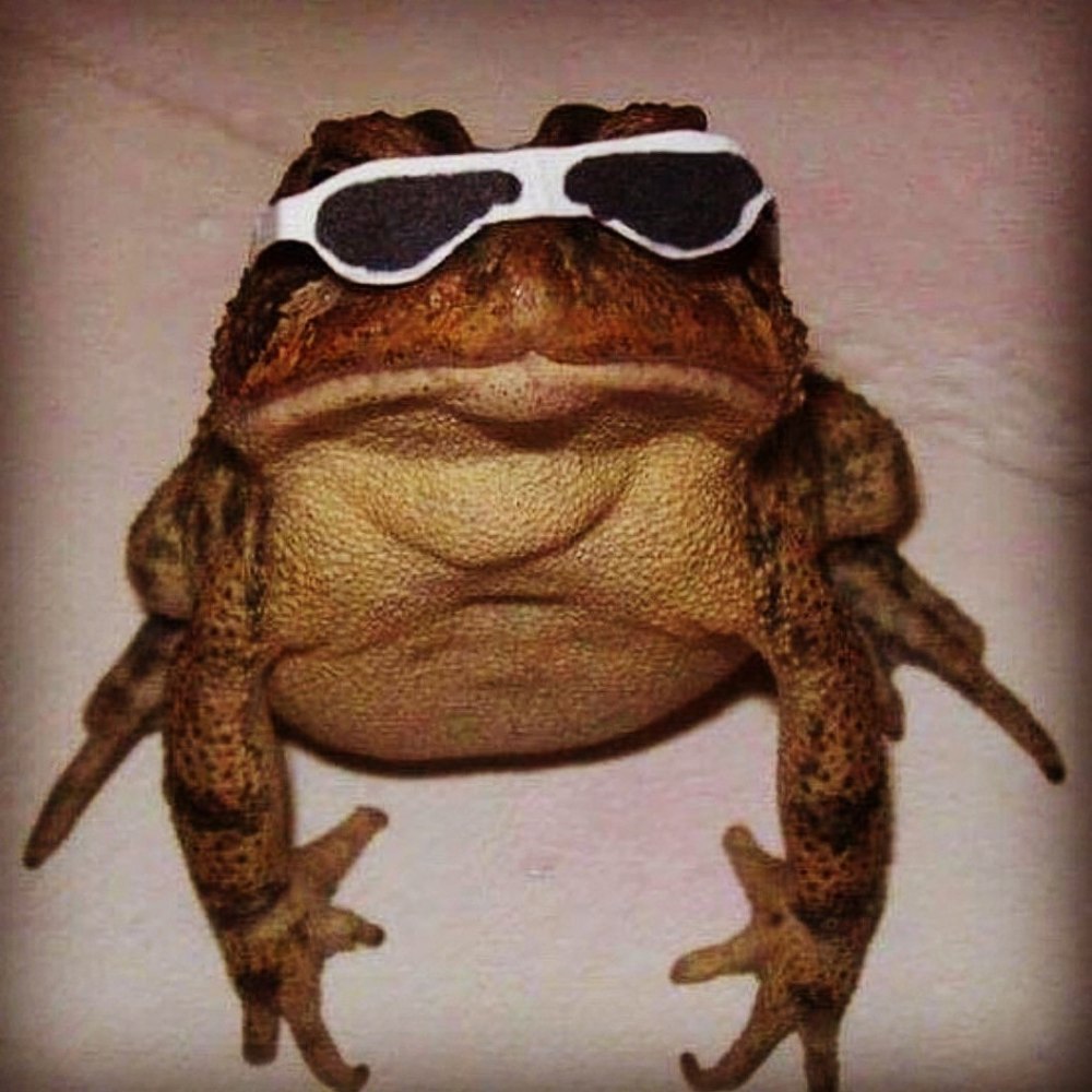 Смешная жаба