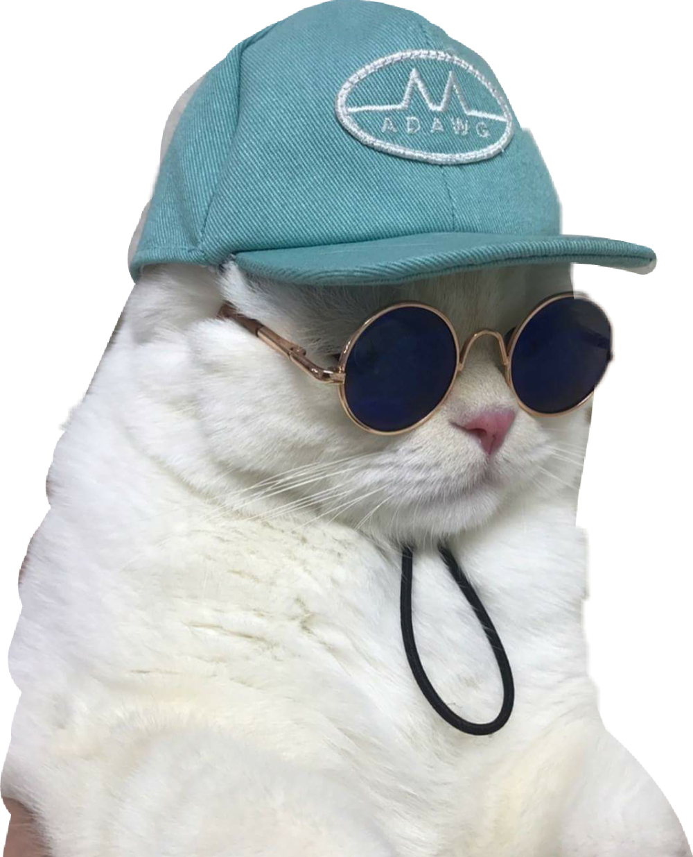 Крутой кот