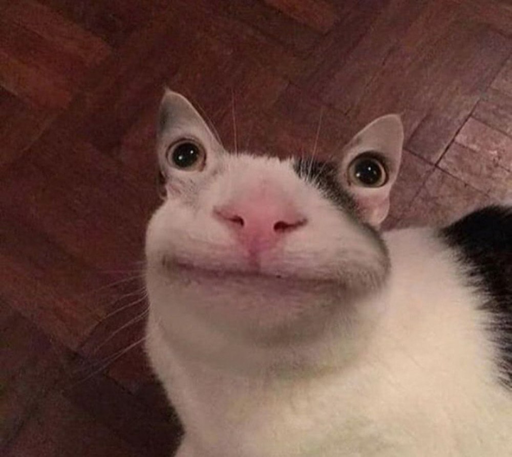 Кот с глазами на ушах