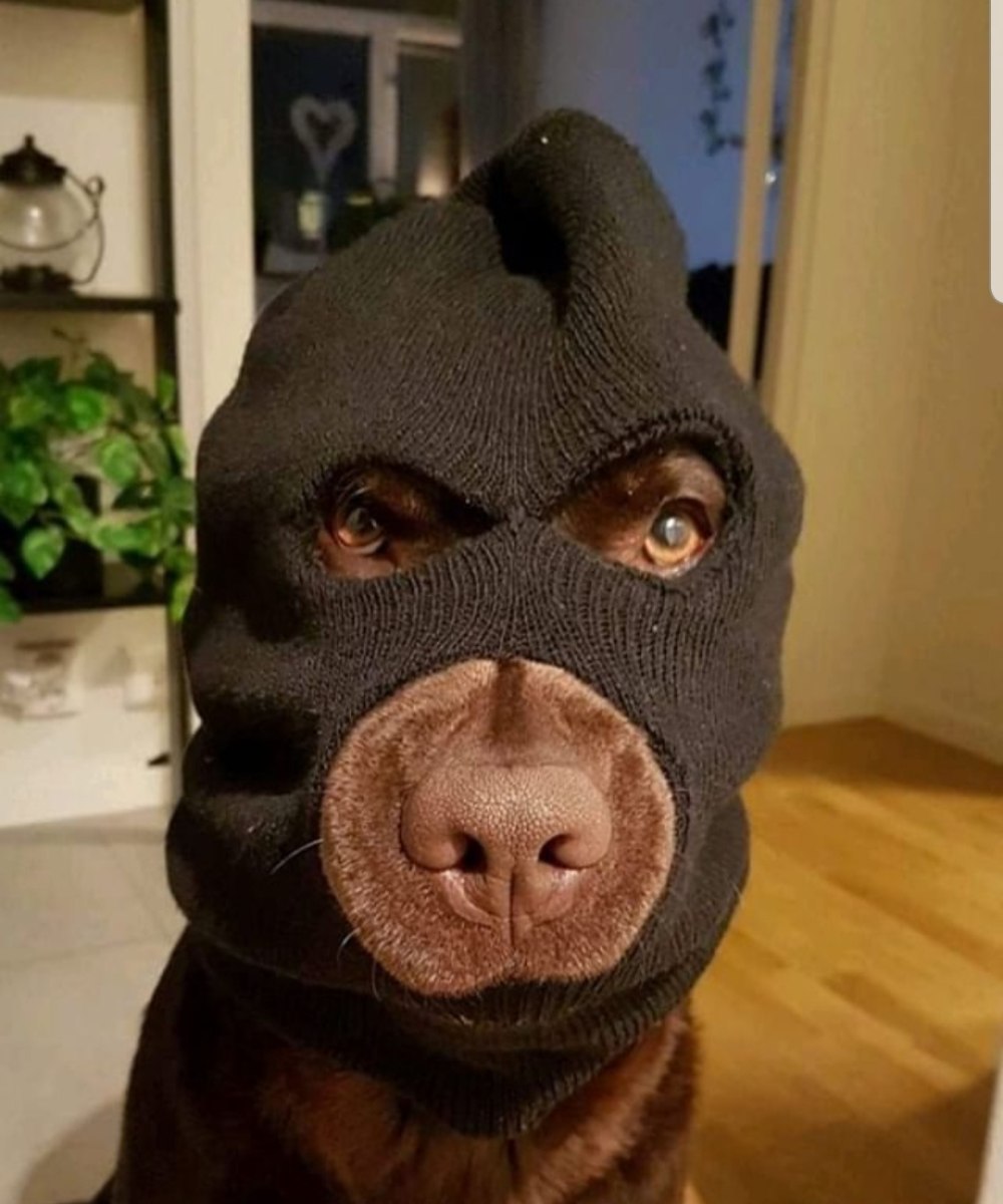 Маска пес