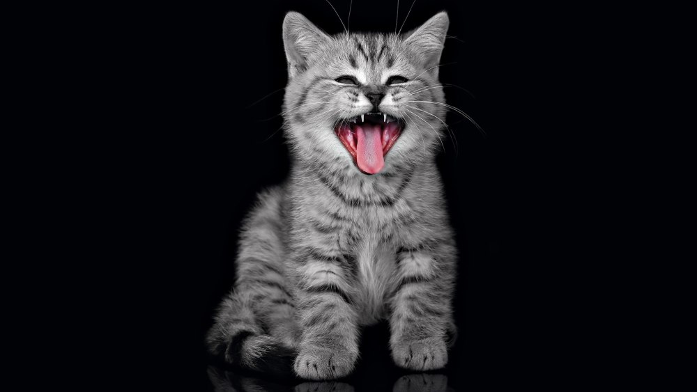 Котик на желтом фоне