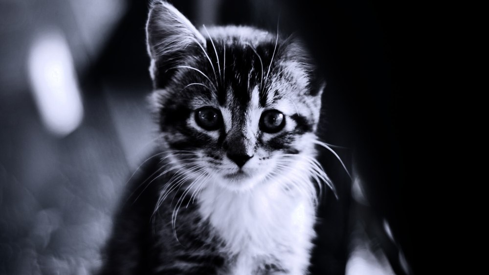 Котята милашки
