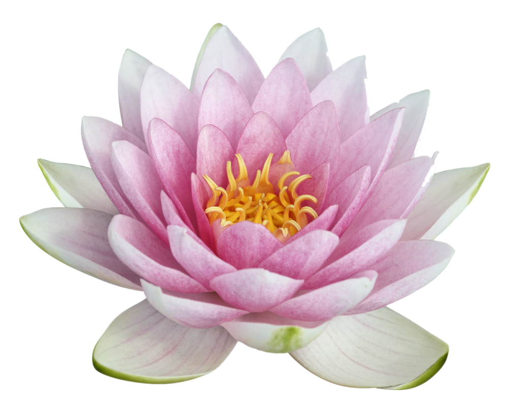 Розовый Лотос Nelumbo