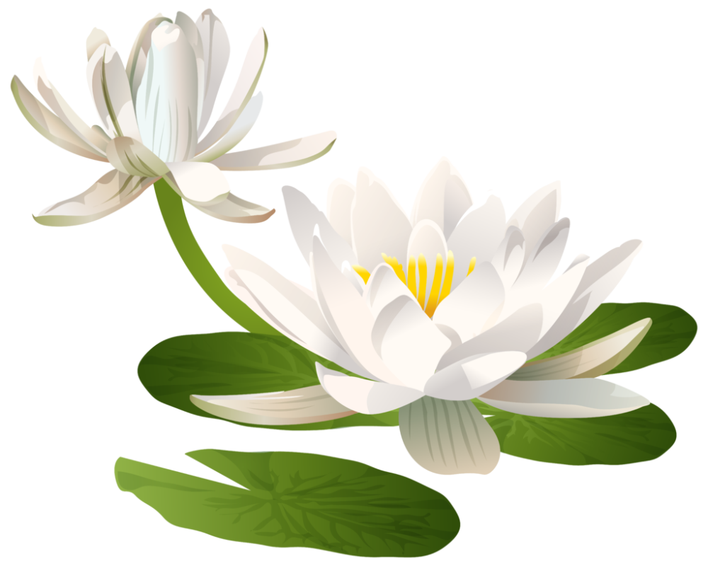 Лотос священный розовый Nelumbo nucifera