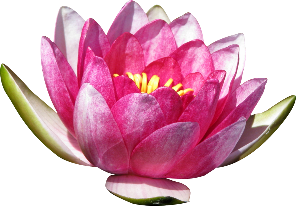 Nymphaea Lotus
