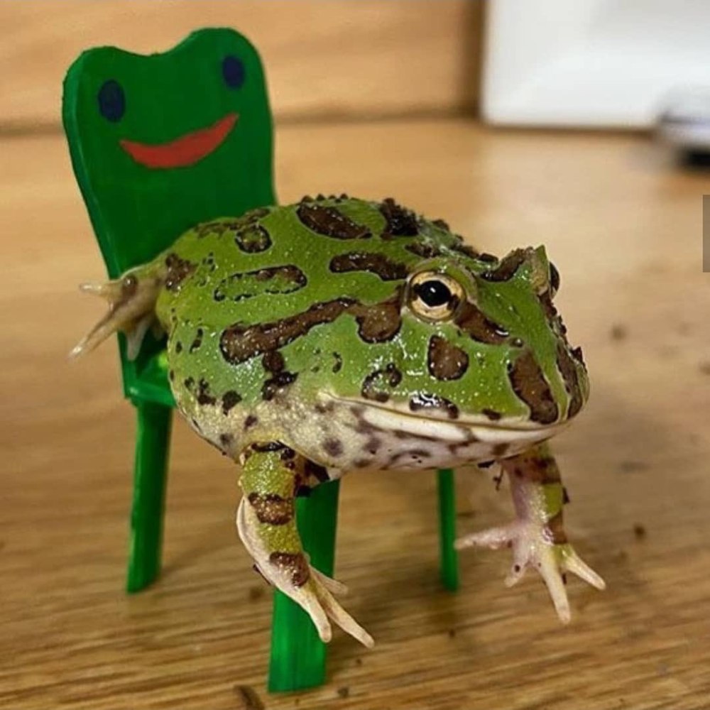 Лягушонок Пепе Jojo