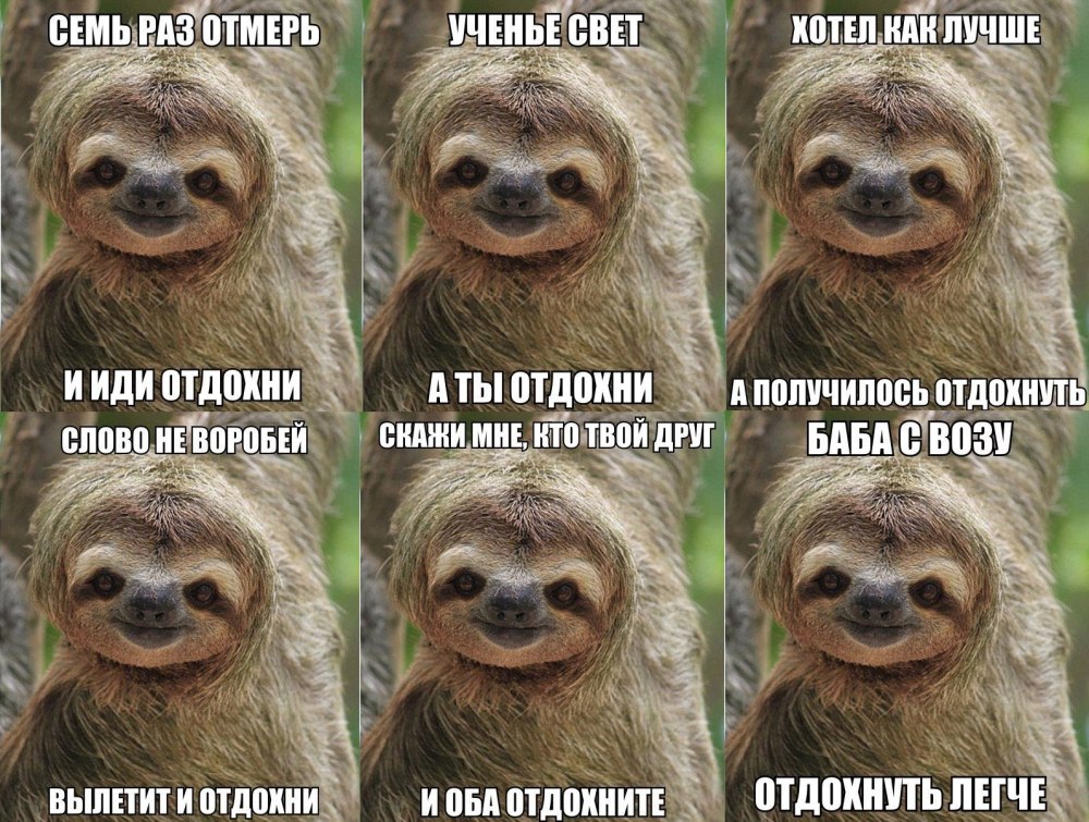Ленивец Мем