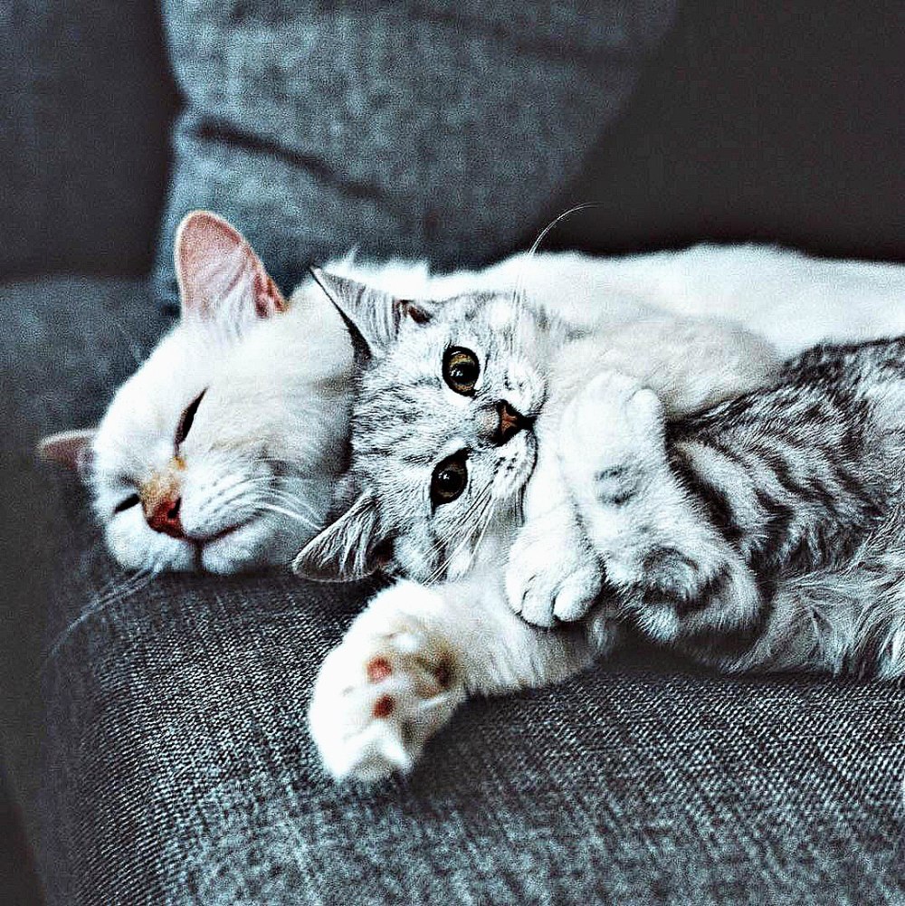 Котики целуются