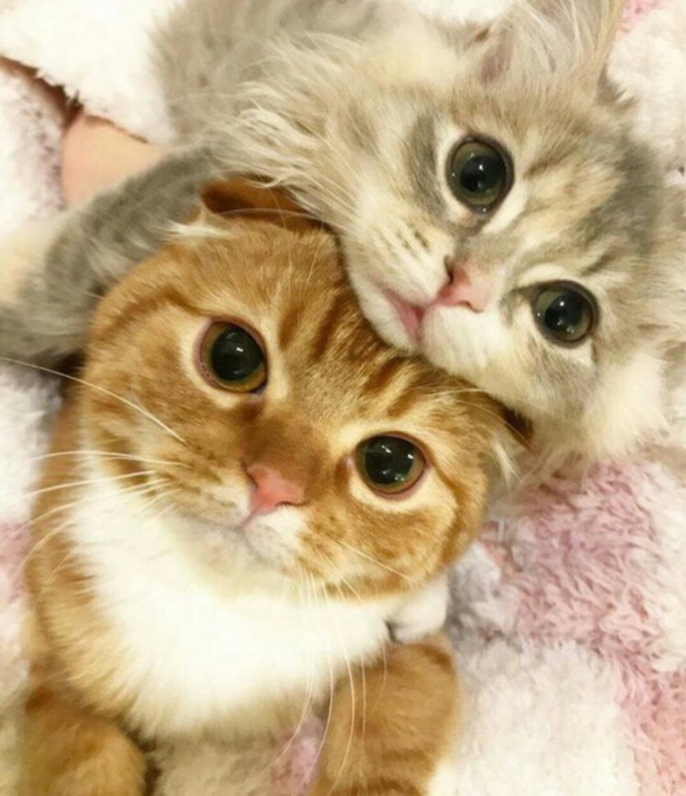 Корги сохраненки