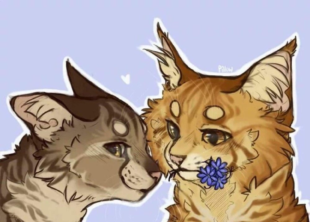 Котики любовь