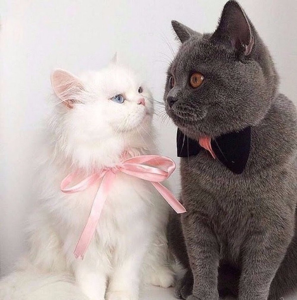 Парная аватарка с котами