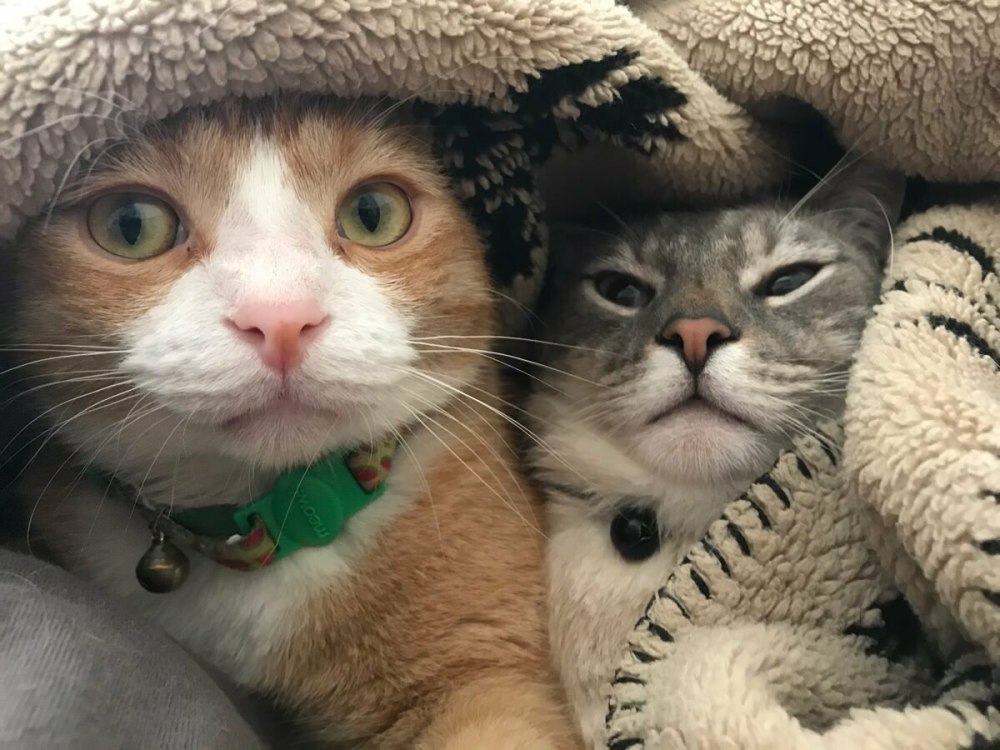 Два корги в очках