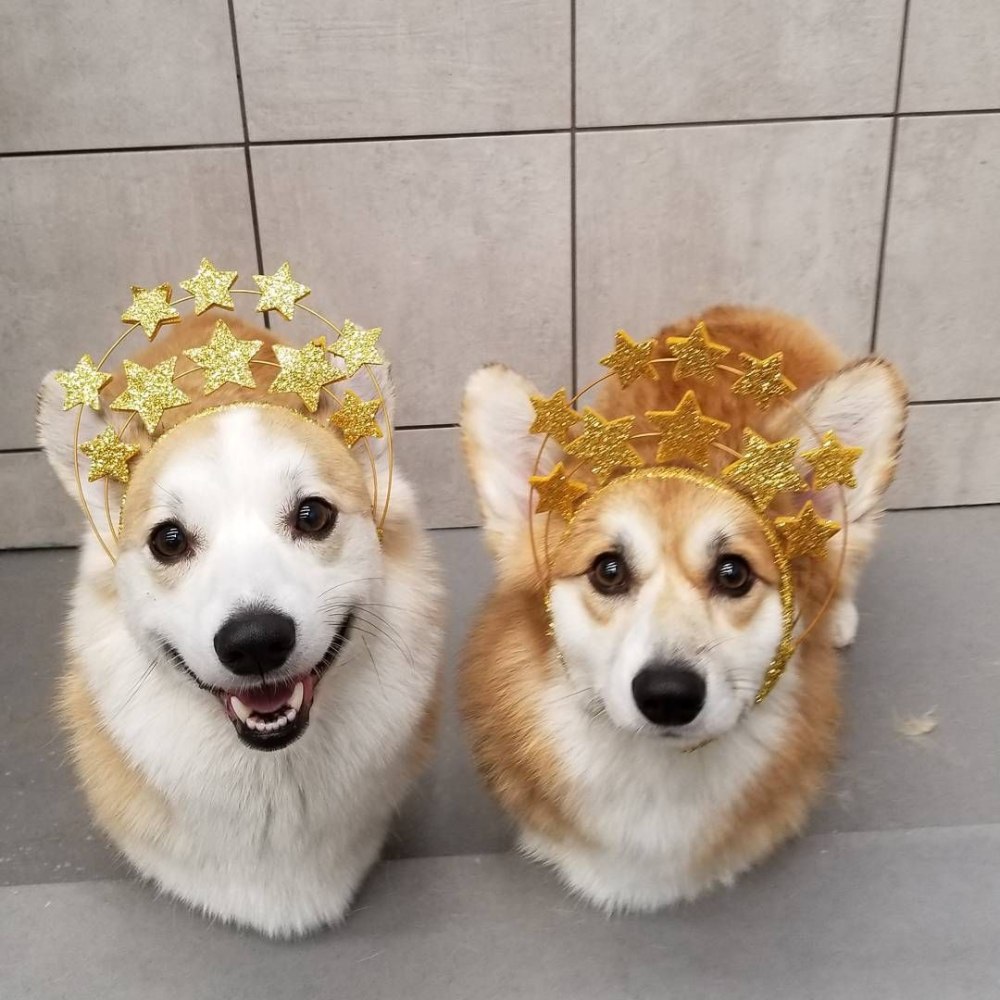 Селфи кота Мэнни