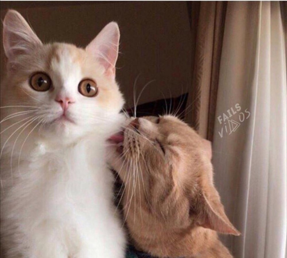 Котик цьмок