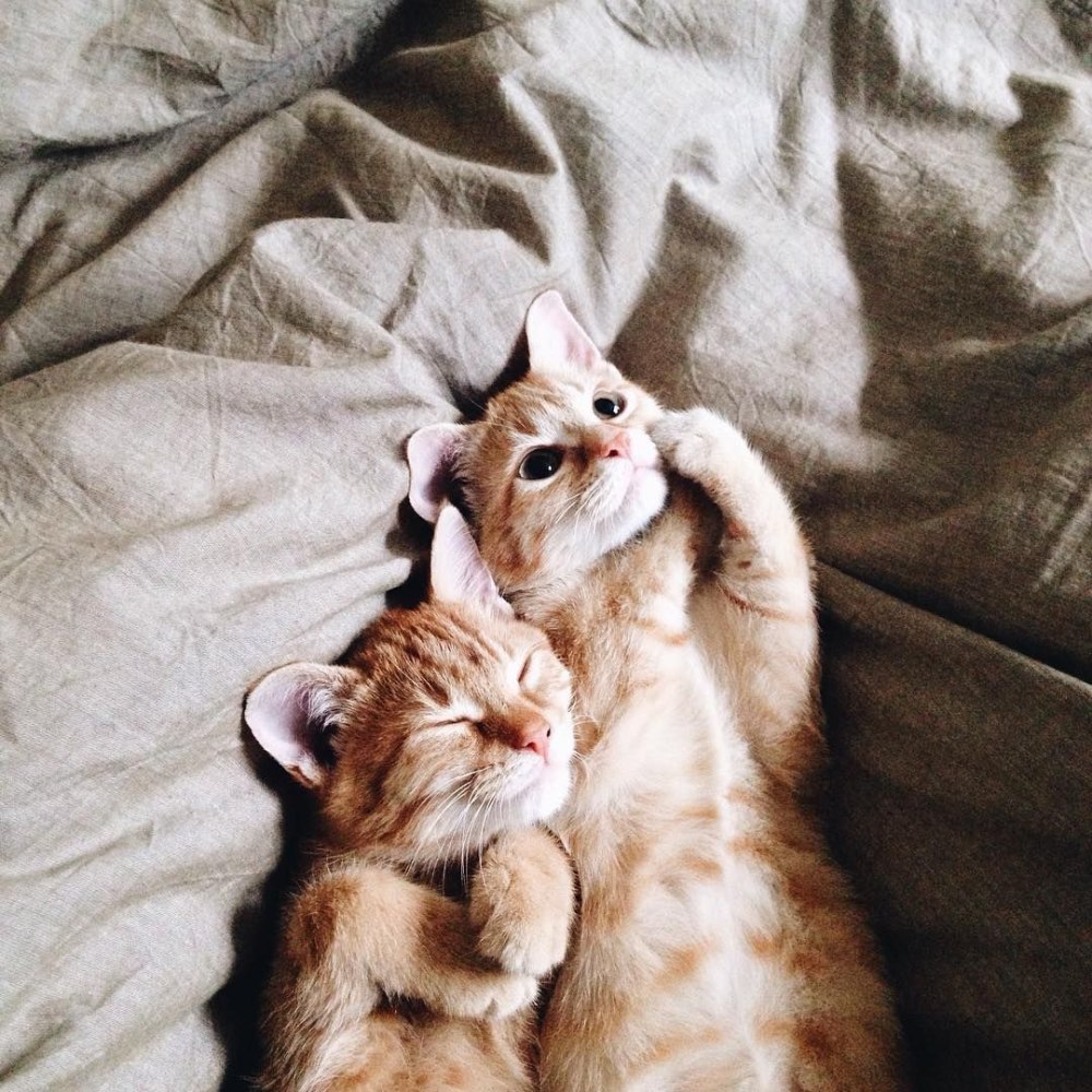 Котик целует