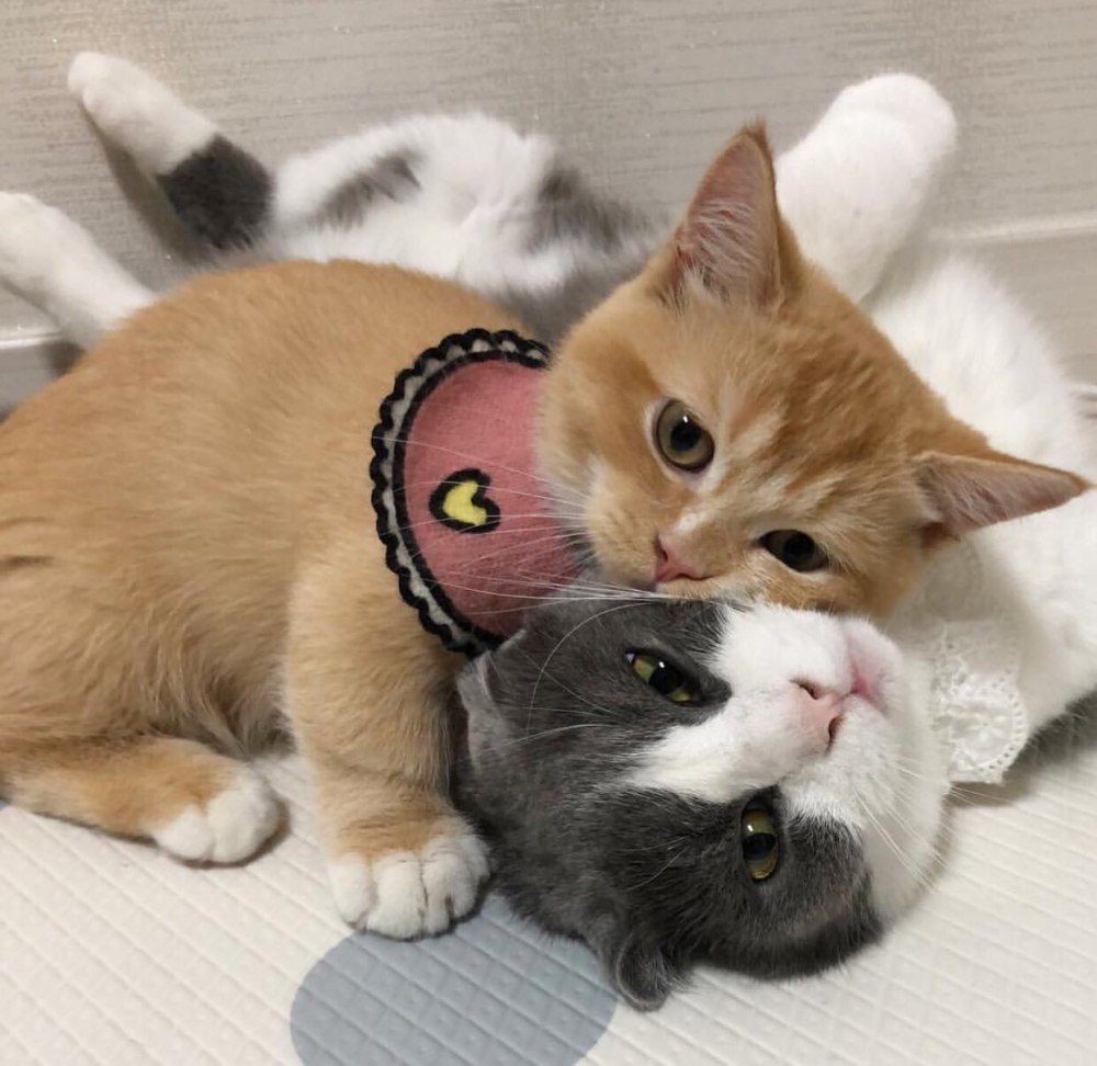 Влюбленные кошки