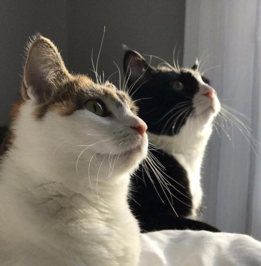 Парные котики