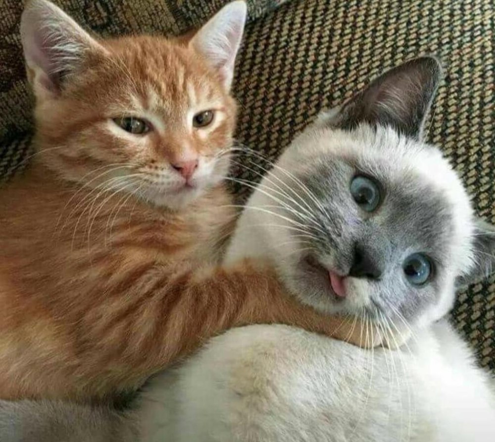 Парные котики