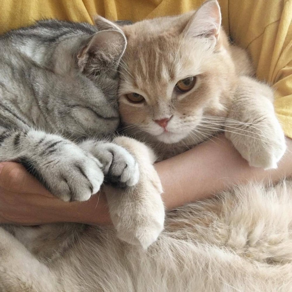 Милые котики обнимашки