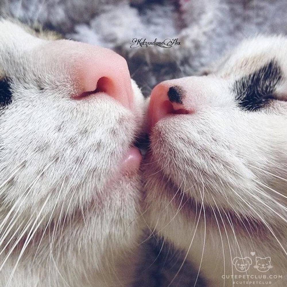 Котики милота