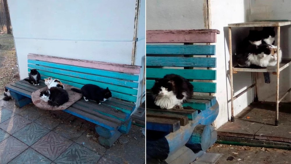 Звезда раскраска