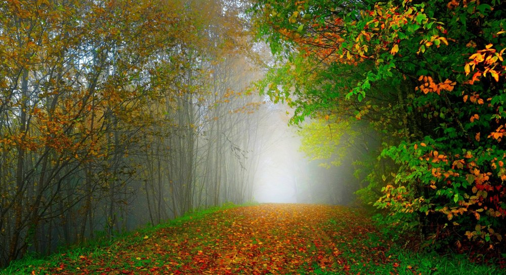 Осенний лес