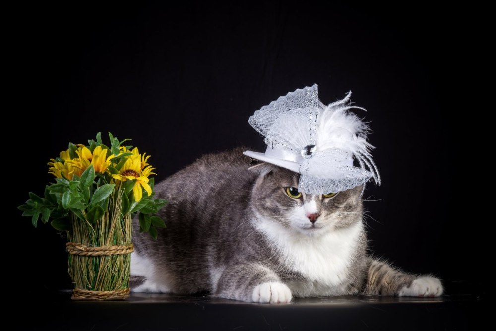 Котик в шляпке