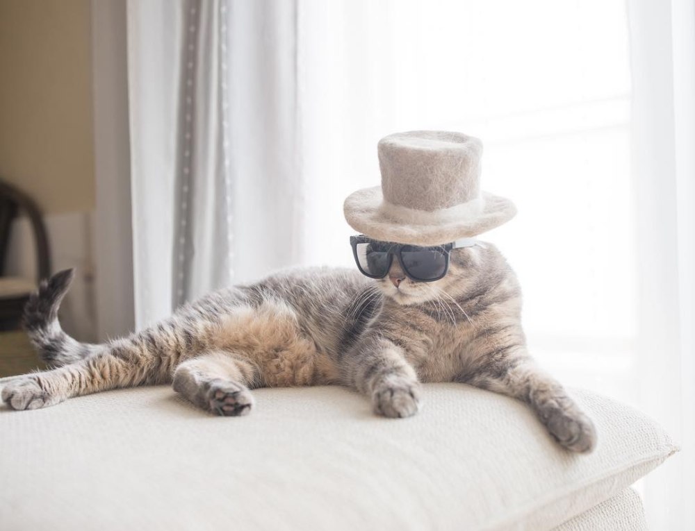 Котик в шляпке