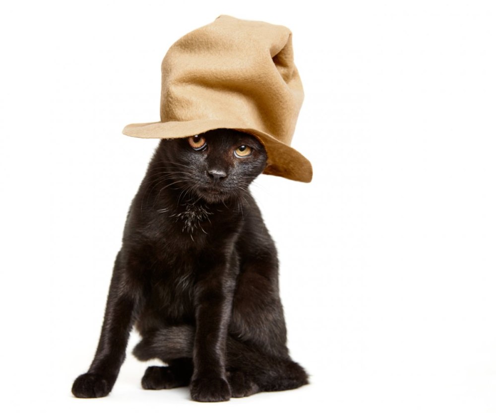 Котик в шляпе